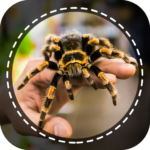 spider-identifier-app-by-photo.png