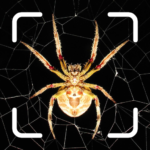 spider-identifier-insect-id.png