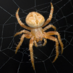 spider-wallpaper.png