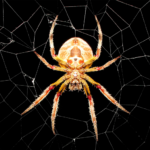 spider-wallpapers.png