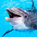 the-dolphin.png