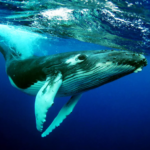 the-humpback-whales.png