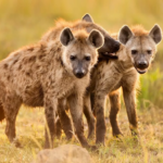 the-hyena.png